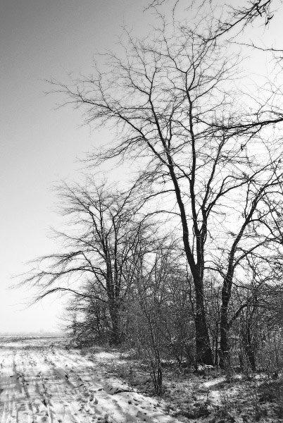 Перемога з panoramio.com - Перемога