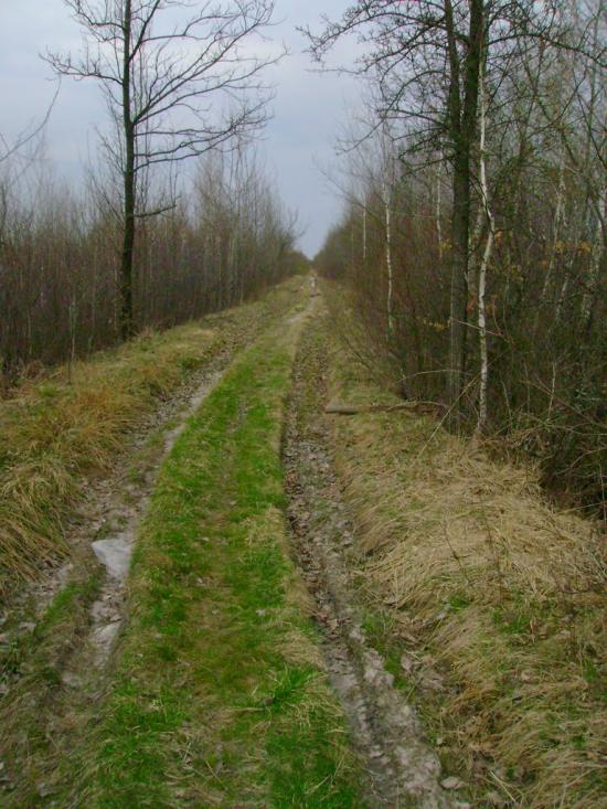 Лісове з panoramio.com - Лісове