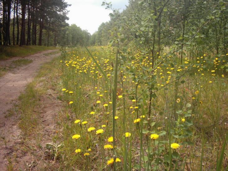 Римачі з panoramio.com - Рымачи