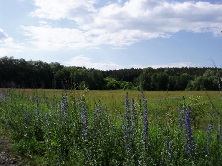 Шилівка з panoramio.com - Шиловка