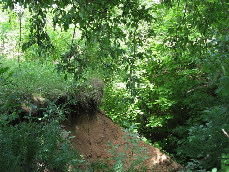 Вільшани з panoramio.com - Вільшани