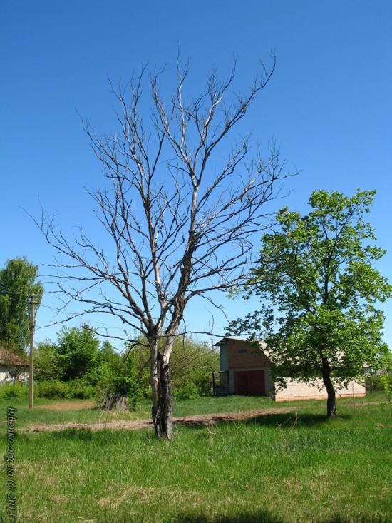 Булахів з panoramio.com - Булахів