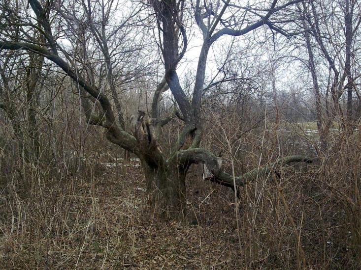 Першотравенка з panoramio.com - Первотравенка