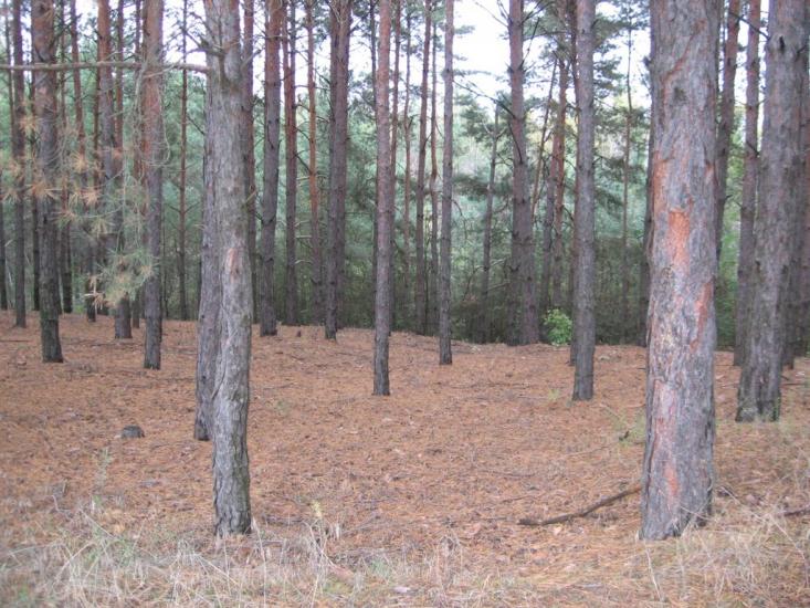 Солгутове з panoramio.com - Solgutove