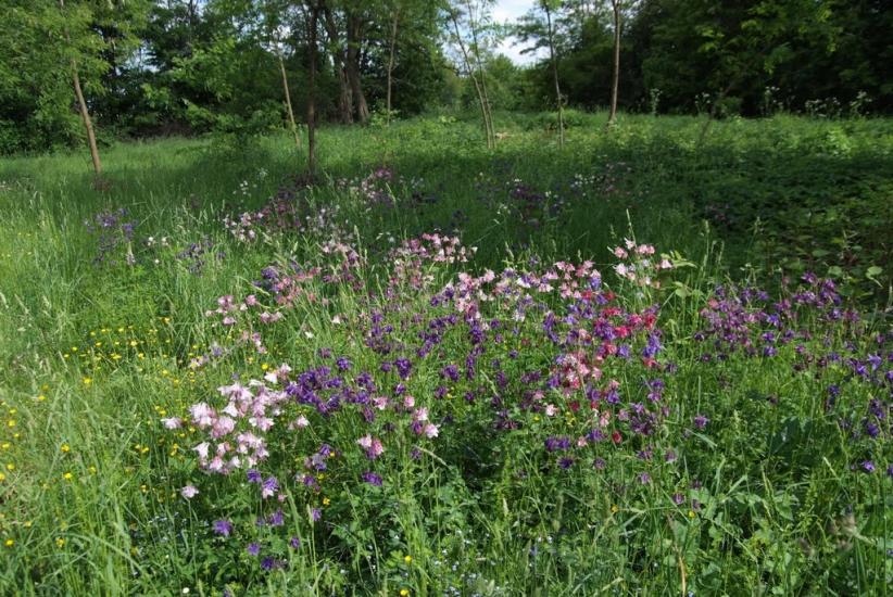 Слобідка-Шелехівська з panoramio.com - Слобідка-Шелехівська