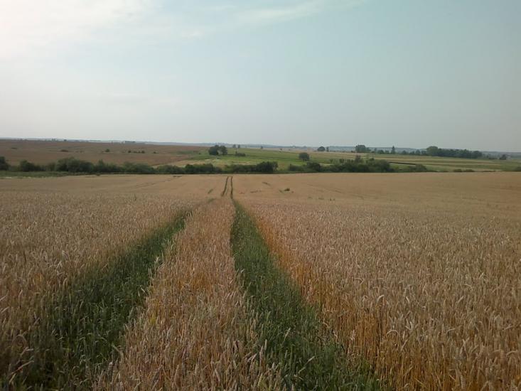 Ковиничі з panoramio.com - Ковиничі