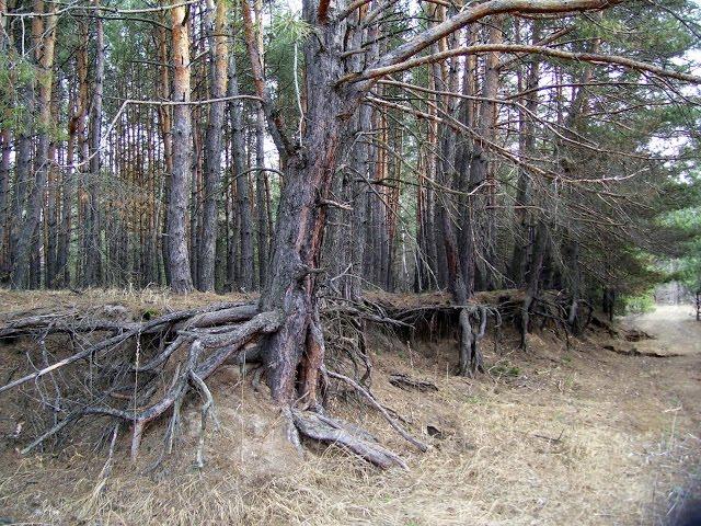 Пролетарське з panoramio.com - Пролетарське