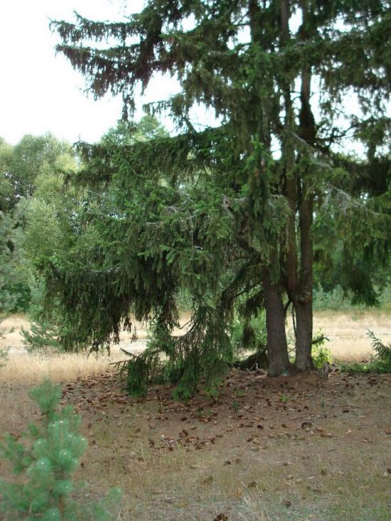 Хрипськ з panoramio.com - Хрипск