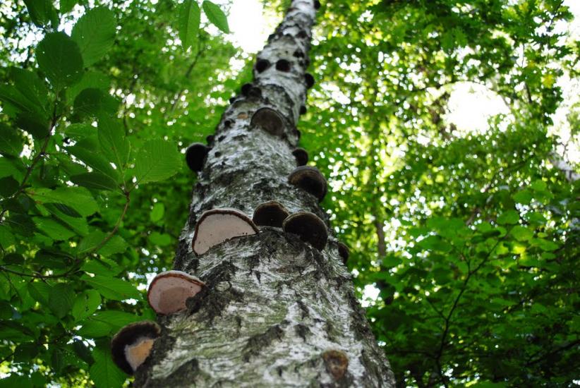 Думенки з panoramio.com - Думенки