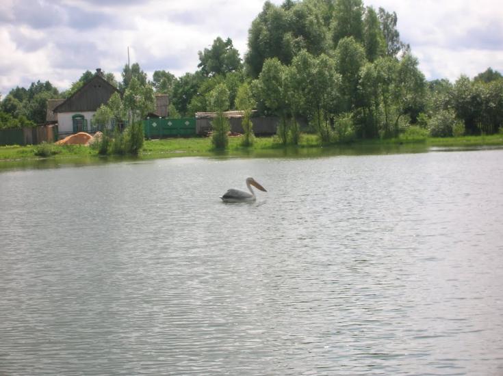 Добрянка з panoramio.com - Добрянка