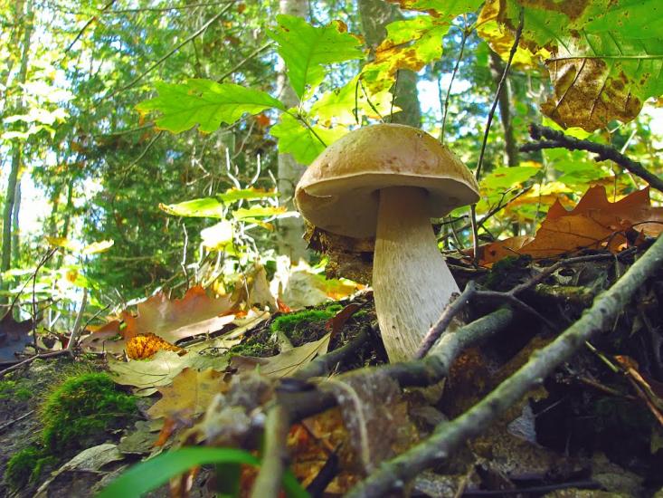 Завій з panoramio.com - Завій