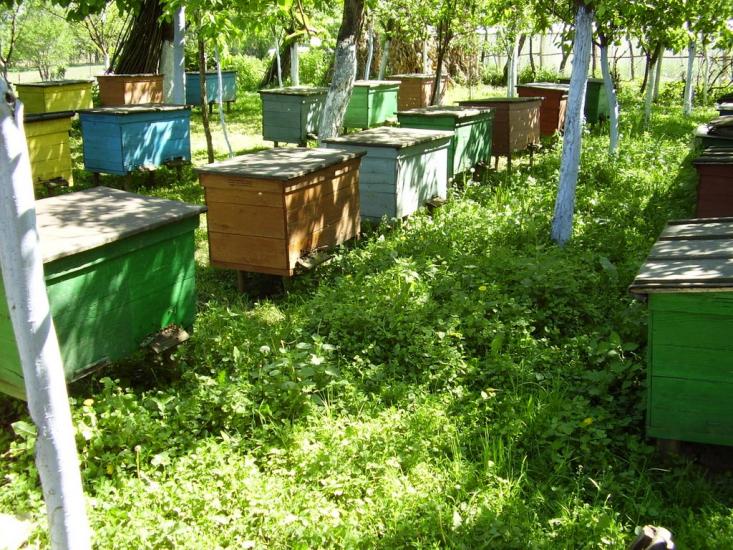 Тарасівці з panoramio.com - Тарасівці