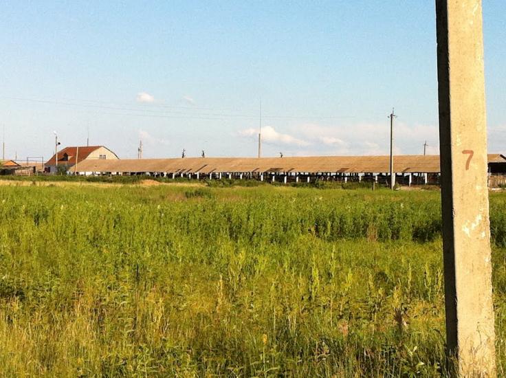 Клавдієво-Тарасове з panoramio.com - Klavdiyevo-Tarasove