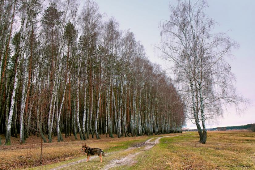 Великий Карашин з panoramio.com - Великий Карашин