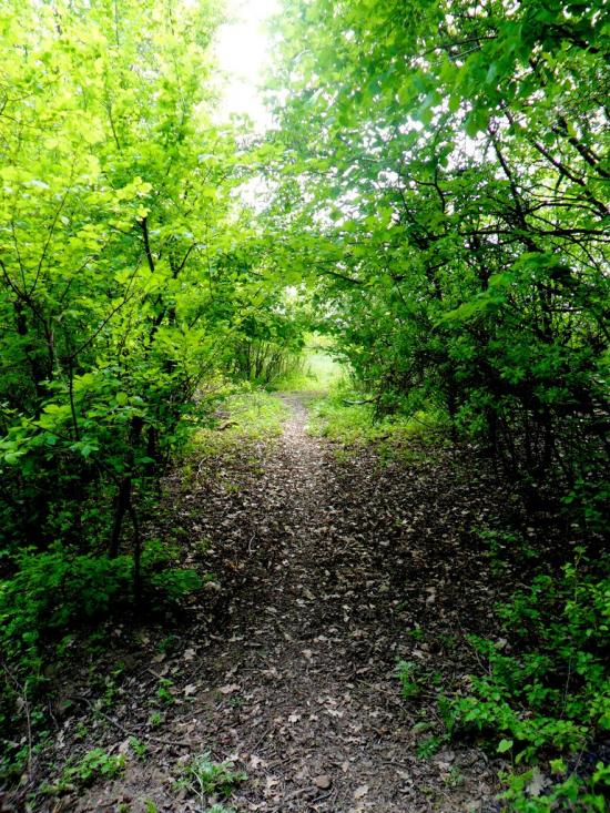 Мар'ївка з panoramio.com - Марьевка