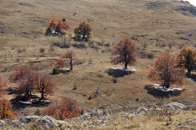 Пчолине з panoramio.com - Пчелиное