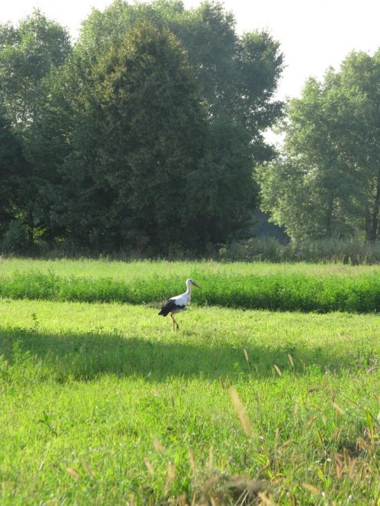 Грабівка з panoramio.com - Grabivka