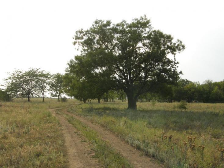 Кіровка з panoramio.com - Даниловка