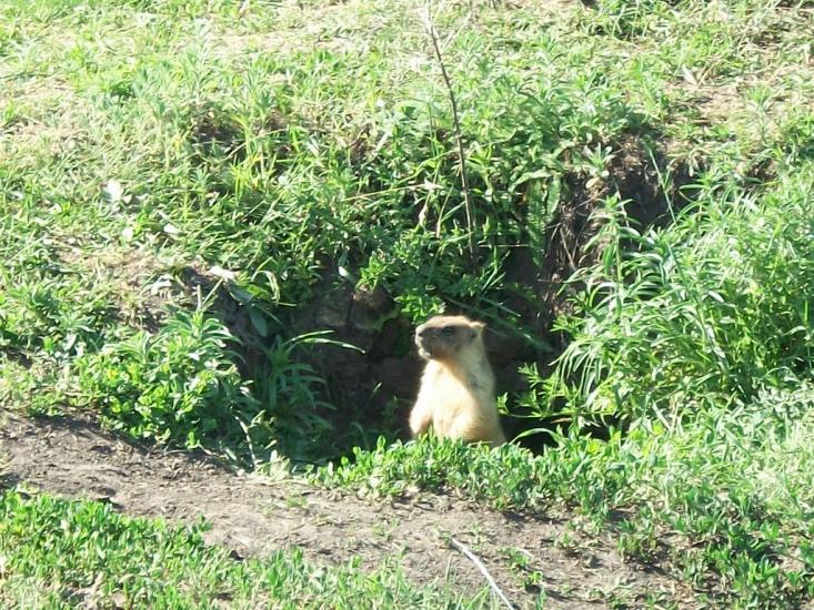 Рублене з panoramio.com - Рублене