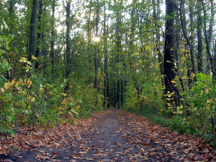 Зелений Гай з panoramio.com - Зеленый Гай