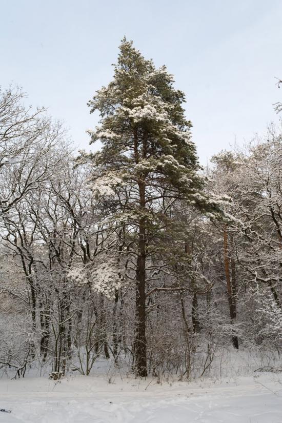 Наталине з panoramio.com - Наталине