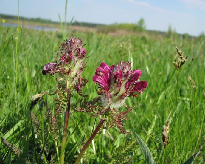 Балаклія з panoramio.com - Балаклія