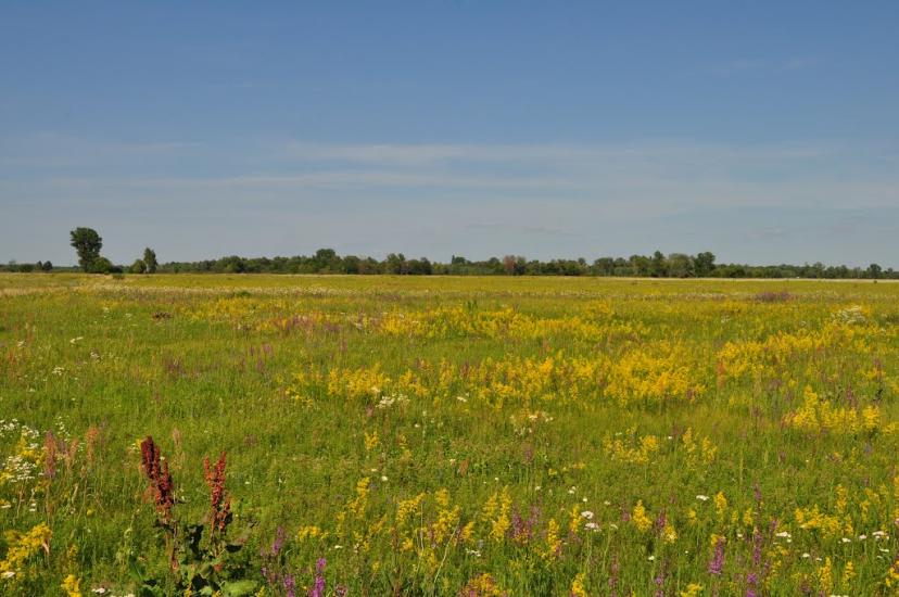 Соболівка з panoramio.com - Соболевка