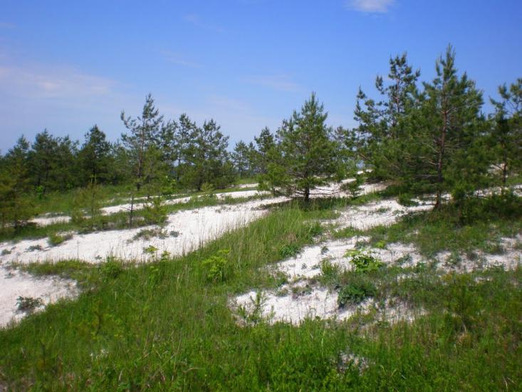 Бучина з panoramio.com - Бучина