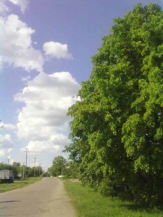 Нова Борова з panoramio.com - Новая Боровая