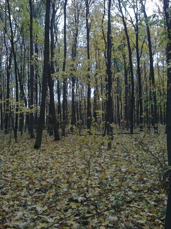 Старий Мерчик з panoramio.com - Старий Мерчик