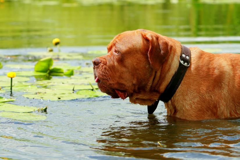 Жорнівка з panoramio.com - Жорнівка