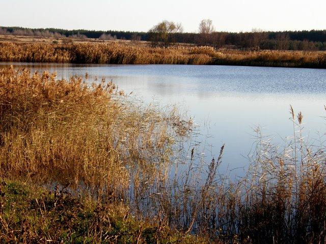 Новоселівка з panoramio.com - Новоселівка