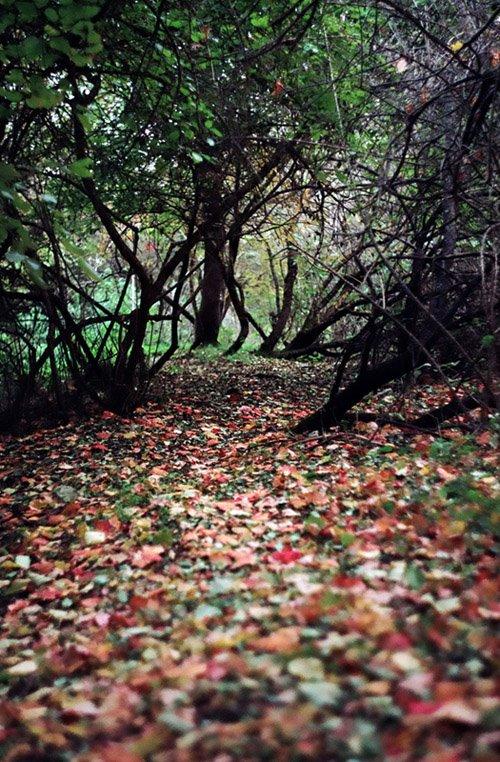 Глибокий Яр з panoramio.com - Глибокий Яр