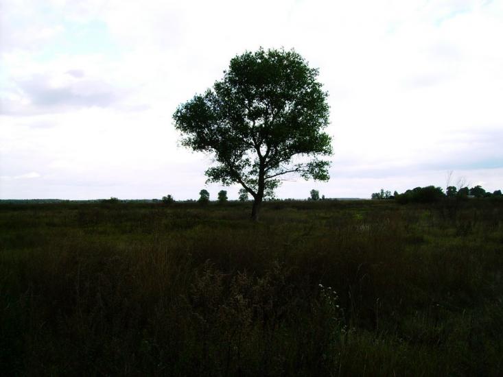 Велика Кошелівка з panoramio.com - Велика Кошелівка