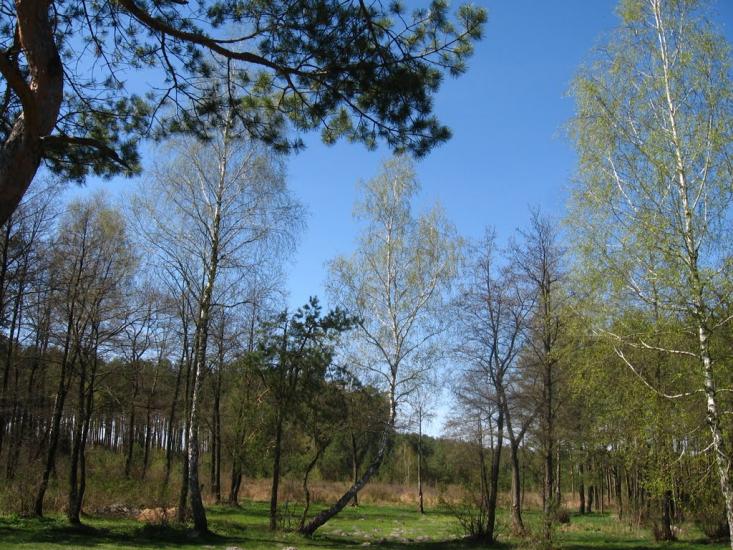 Стригани з panoramio.com - Стриганы