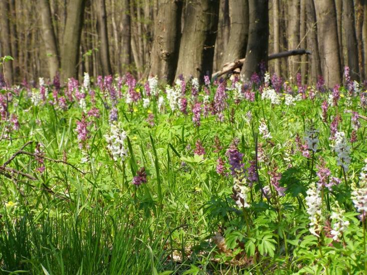 Улашівка з panoramio.com - Улашівка