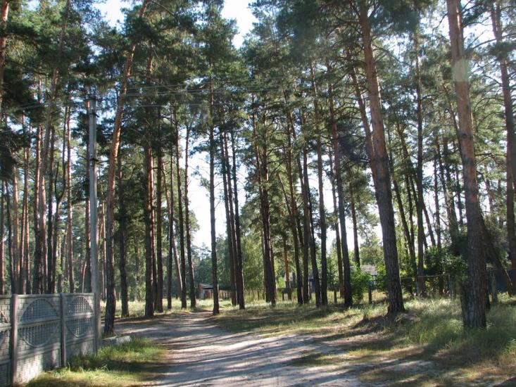Вища Дубечня з panoramio.com - Высшая Дубечня