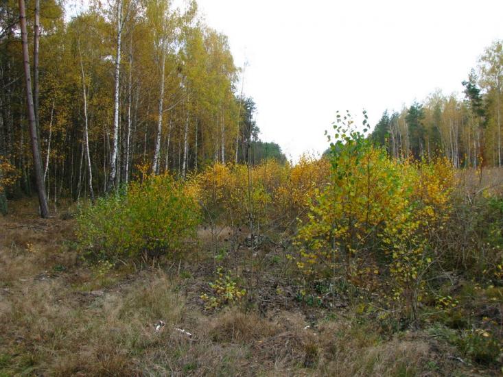 Троянівка з panoramio.com - Трояновка