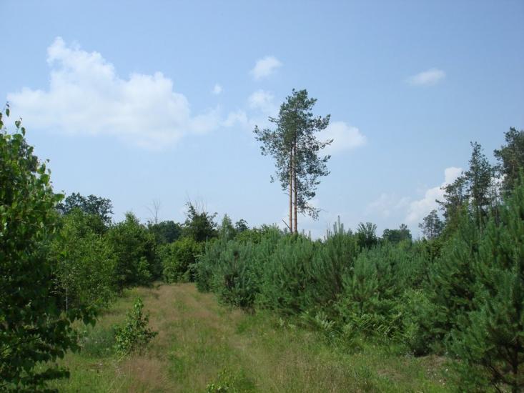 Хрипськ з panoramio.com - Хрипск