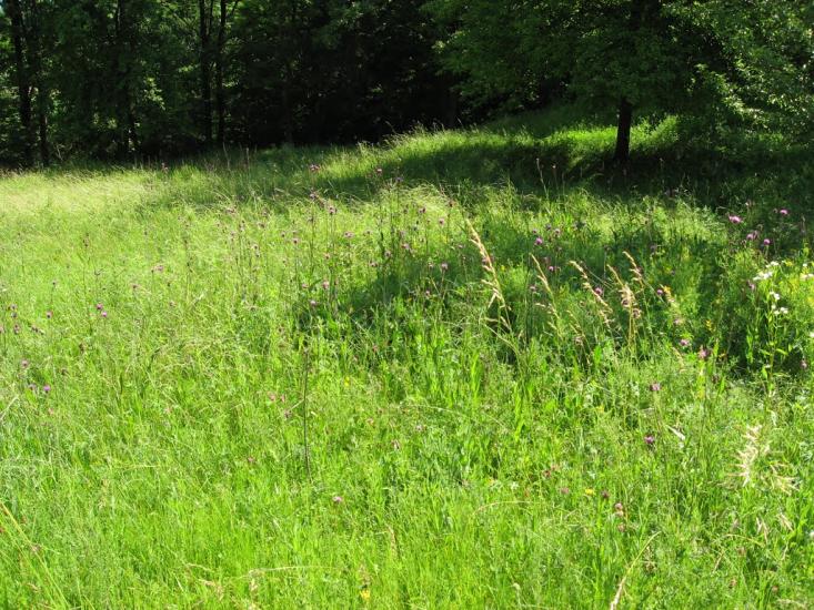 Вільшани з panoramio.com - Ольшаны