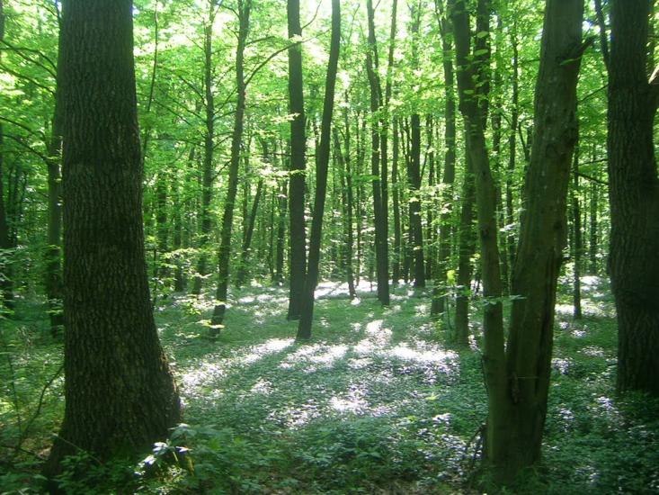 Улашівка з panoramio.com - Улашевка