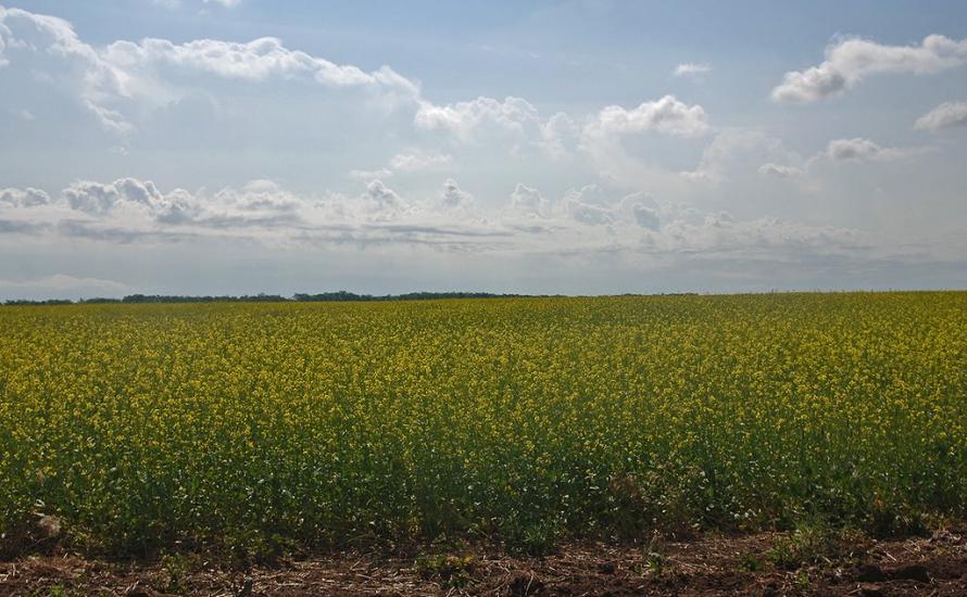 Охрімівка з panoramio.com - Охримовка