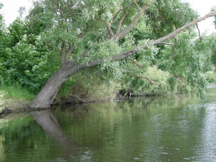 Тарасівка з panoramio.com - Тарасівка