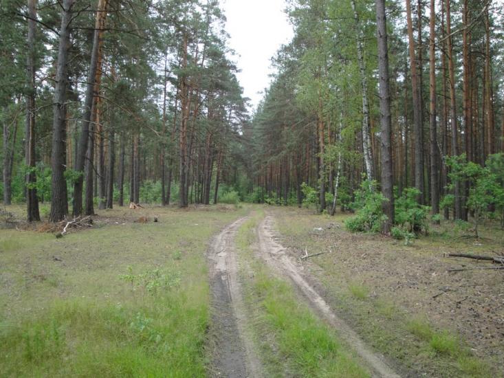Скиток з panoramio.com - Скиток