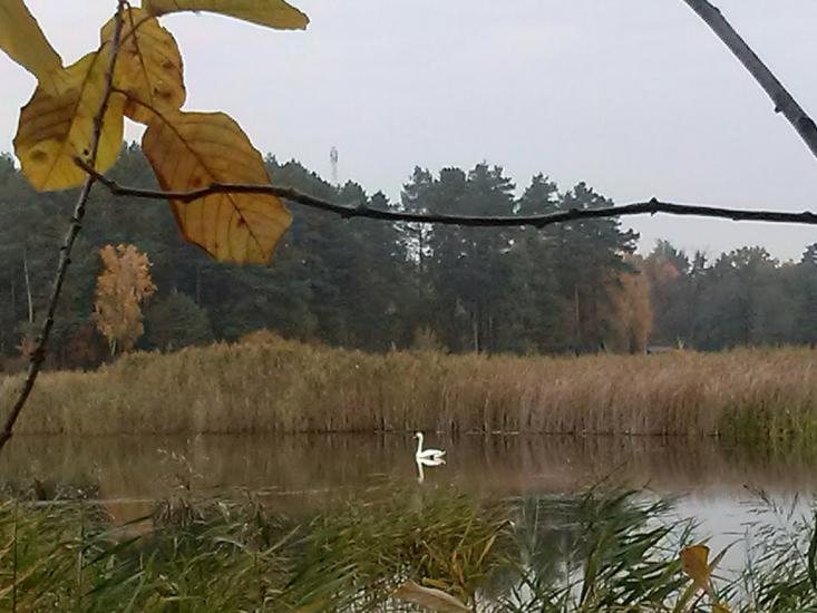 Хоцьки з panoramio.com - Хоцки