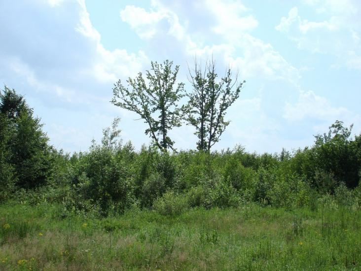 Хрипськ з panoramio.com - Хрипск