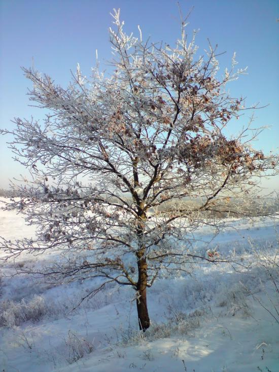 Великі Будища з panoramio.com - Великі Будища