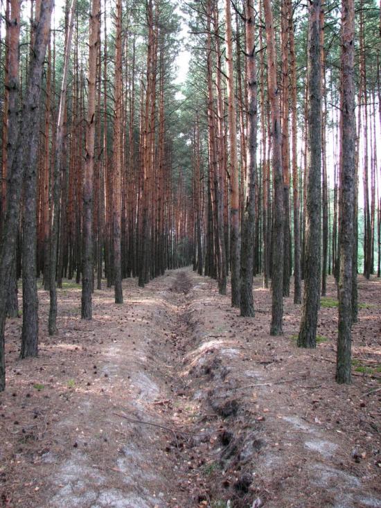 Стригани з panoramio.com - Стриганы