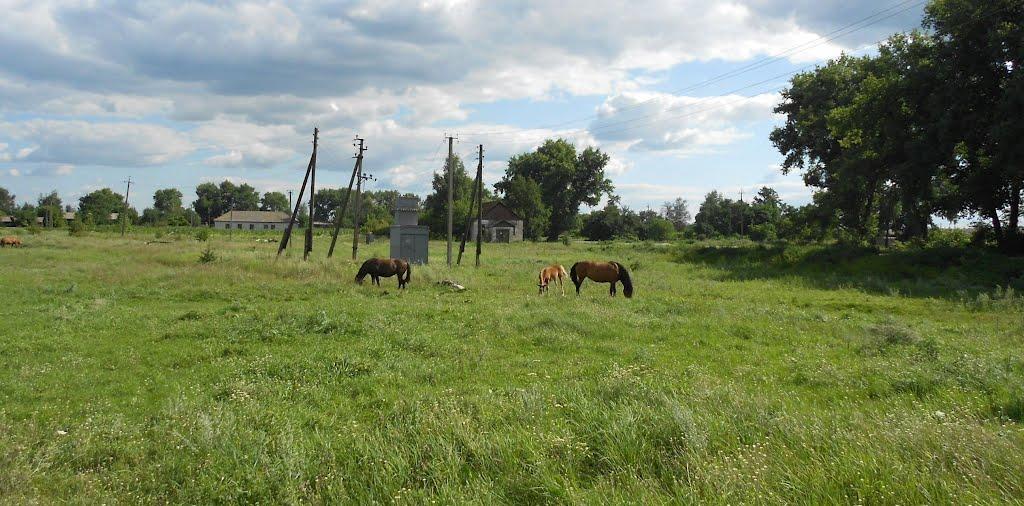 Лихачів з panoramio.com - Lykhachiv