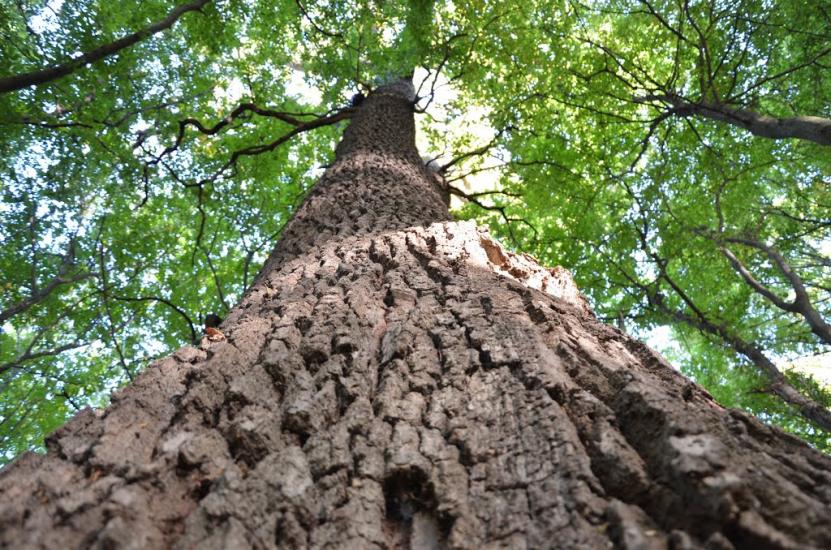 Розгадів з panoramio.com - Розгадів